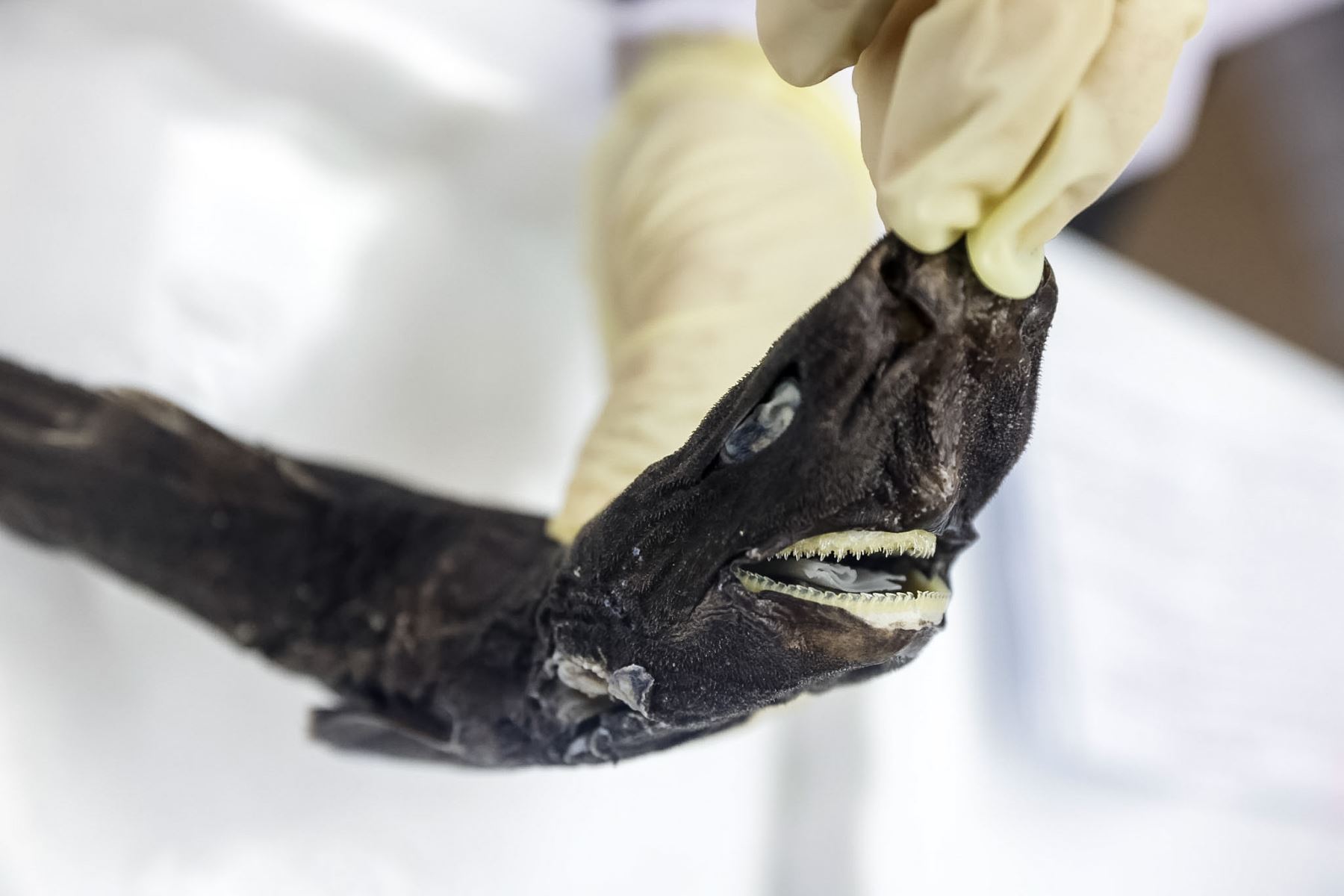 Los investigadores indicaron que el hallazgo del tiburón linterna amplía el rango de distribución de esta especie en el Pacífico sudoriental y aporta nuevos datos sobre los tiburones de profundidad. Foto: ANDINA/Luis Iparraguirre.