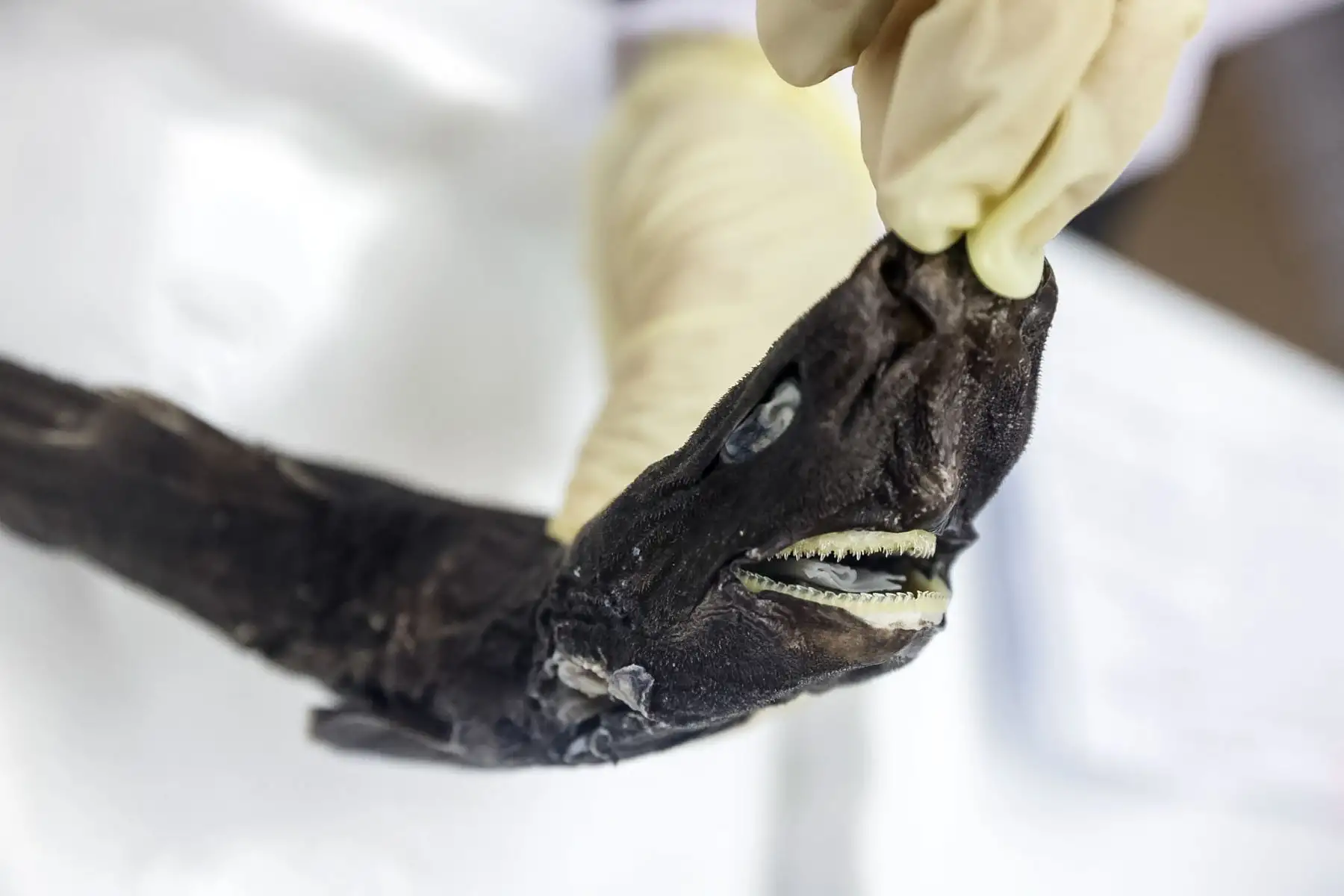 Los investigadores indicaron que el hallazgo del tiburón linterna amplía el rango de distribución de esta especie en el Pacífico sudoriental y aporta nuevos datos sobre los tiburones de profundidad. Foto: ANDINA/Luis Iparraguirre.