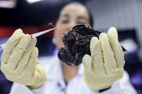 IMARPE presenta especies misteriosas que habitan en las profundidades del mar peruano