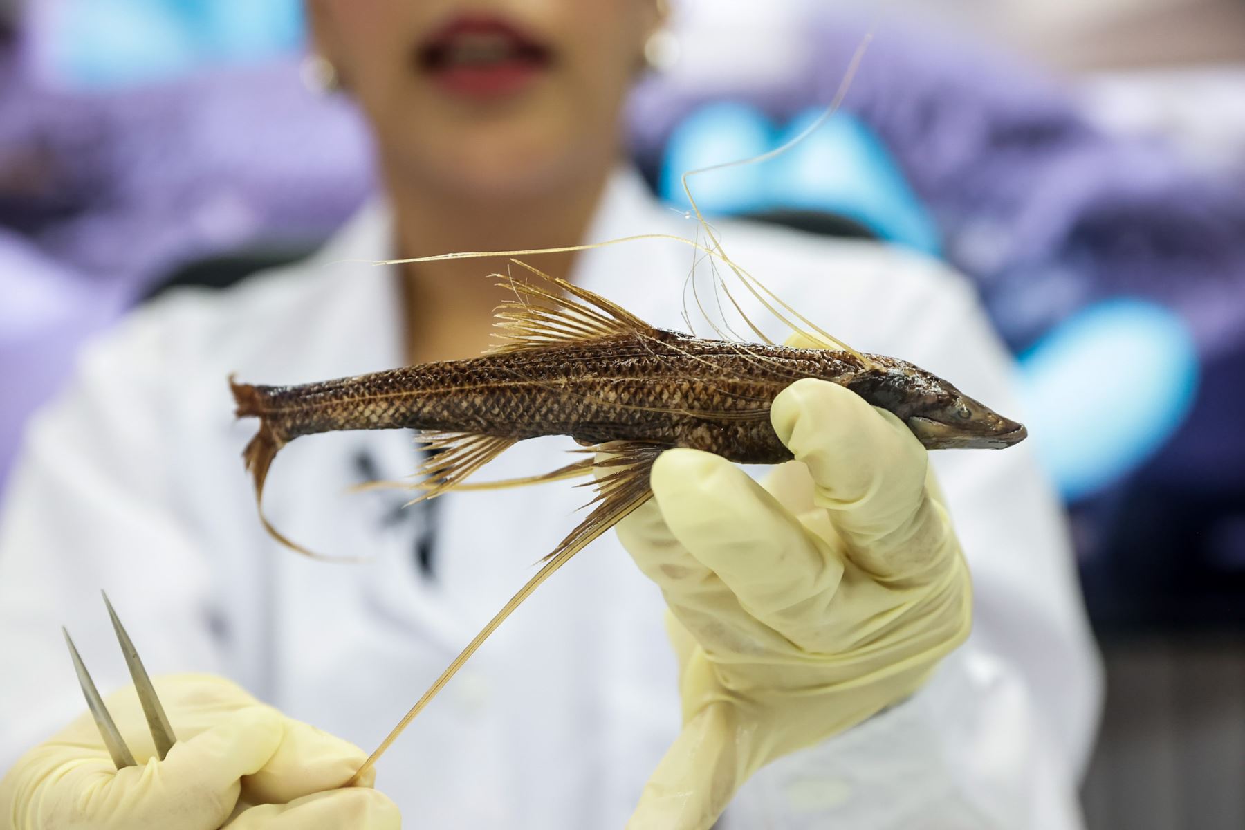Durante la presentación, también se abordó la diversidad de especies abisales presentes en el litoral peruano, muchas de ellas aún poco estudiadas debido a las dificultades de exploración en grandes profundidades. Foto: ANDINA/Luis Iparraguirre.