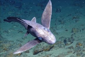 El increíble tiburón blanco, una especie única en el mundo, habita en el mar peruano, revela una investigación del Imarpe. Foto: ANDINA