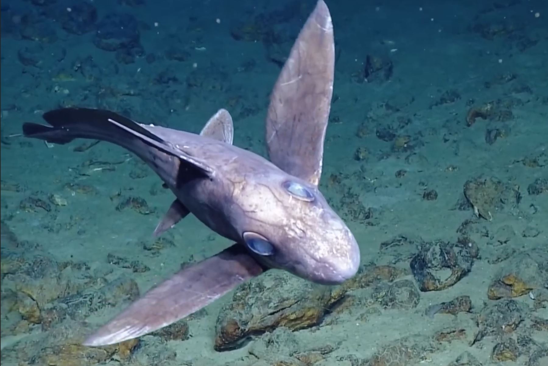 Conoce al increíble tiburón blanco del mar de Perú, una especie única en el mundo