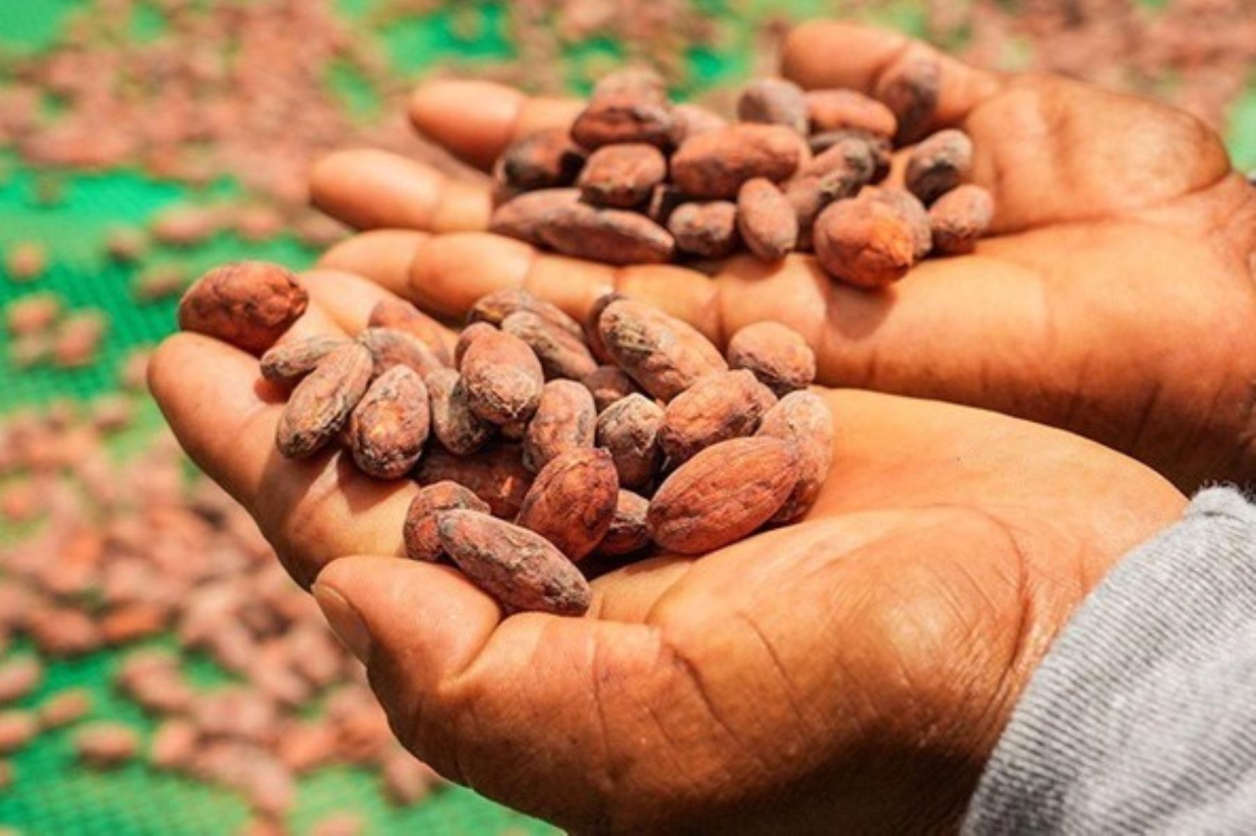 Loreto: Gobierno invierte más de S/10 millones para consolidar cadena productiva del cacao