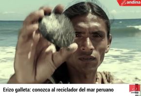 En los fondos arenosos del mar peruano habita una de las especies más antiguas del planeta: el llamado erizo galleta, conocido también como bizcocho de mar o galleta de mar, un tipo de equinodermo que apareció hace unos 60 millones de años.