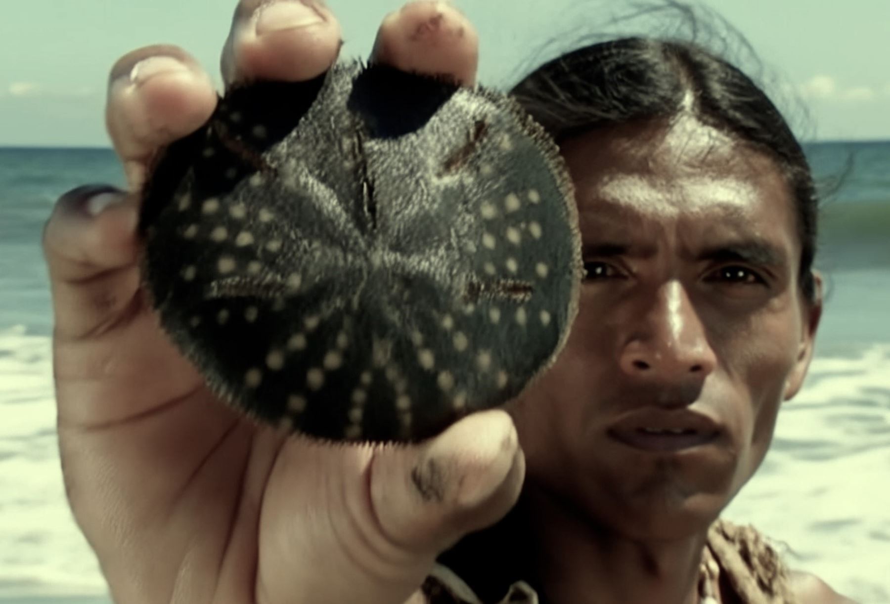 En los fondos arenosos del mar peruano habita una de las especies más antiguas del planeta: el llamado erizo galleta, conocido también como bizcocho de mar o galleta de mar, un tipo de equinodermo que apareció hace unos 60 millones de años. ANDINA