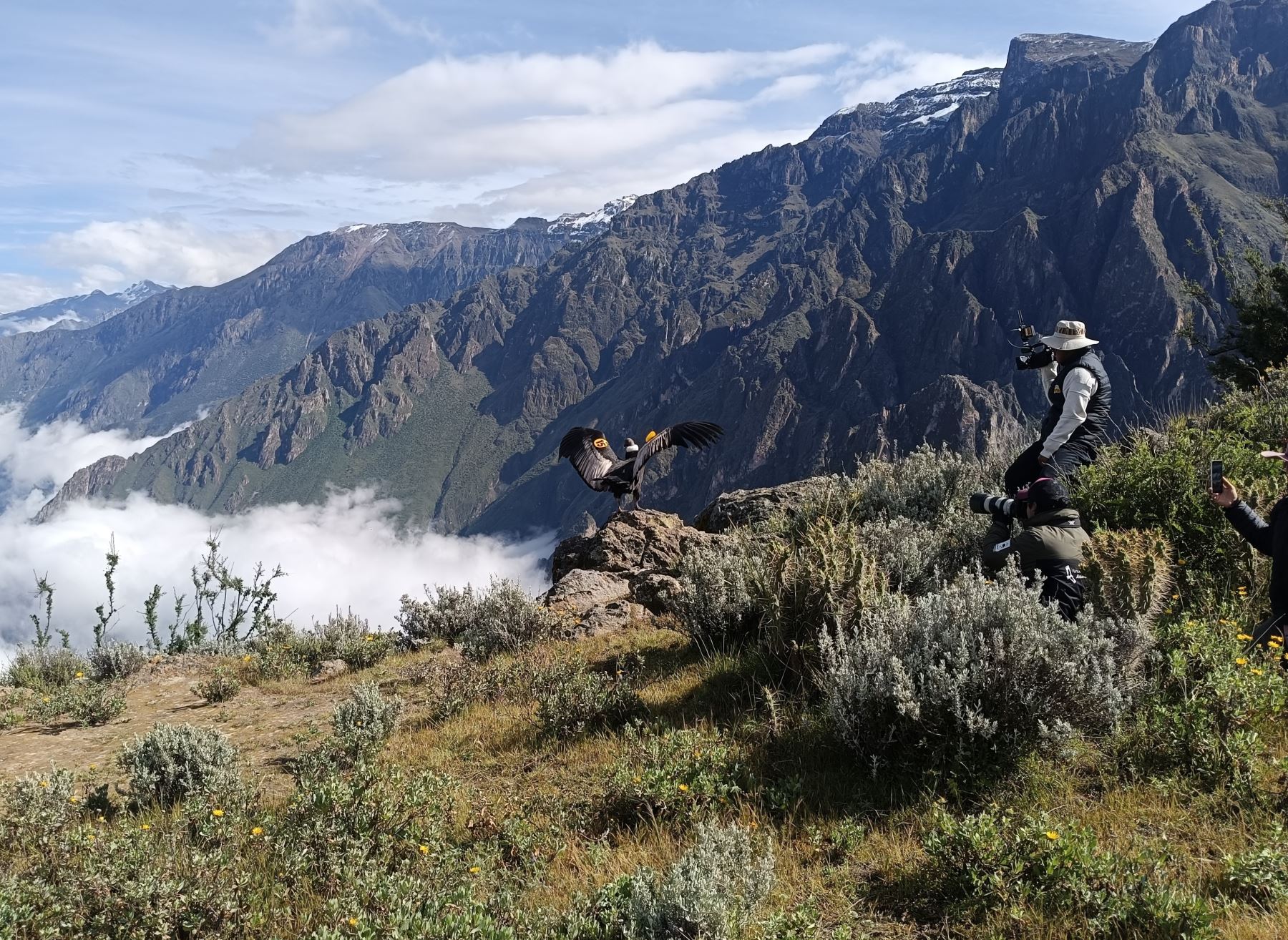 Con tecnología digital monitorean a Chaska, el cóndor andino hembra liberado en Arequipa