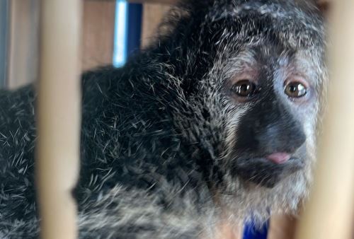 Rescatan crías de mono choro y venado del tráfico ilegal de fauna silvestre durante operativo ejecutado en Ucayali. ANDINA/Difusión