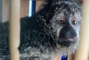 Rescatan crías de mono choro y venado del tráfico ilegal de fauna silvestre durante operativo ejecutado en Ucayali. ANDINA/Difusión