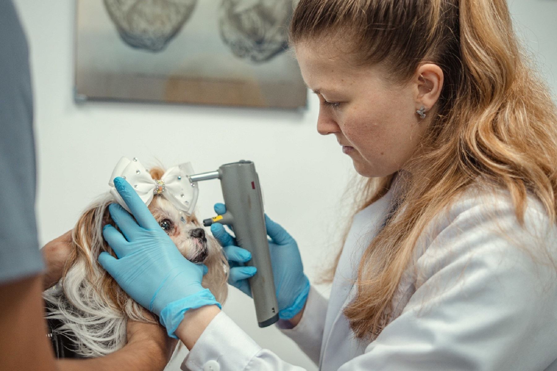 Día Mundial del Veterinario: señales que indican que tu mascota necesita un especialista