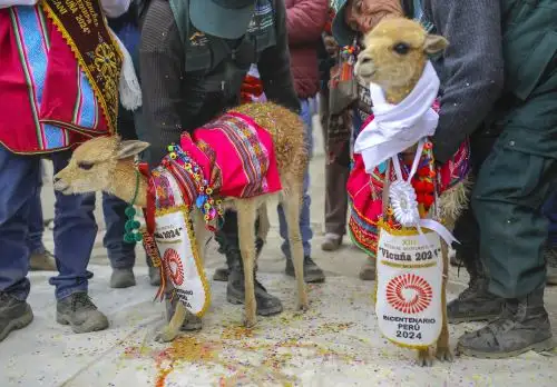 Por concentrar la mayor población de vicuña del país y por marcar un estándar en manejo sostenible de la fibra de esta especie, Arequipa será reconocida como la Capital de la Vicuña del Perú por el Serfor. ANDINA/Difusión