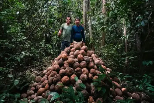 La comunidad nativa Puerto Nuevo, en la región Madre de Dios, mejoró la recolección, el transporte y comercialización de la producción de castaña.