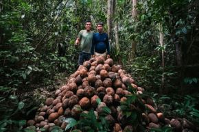 La comunidad nativa Puerto Nuevo, en la región Madre de Dios, mejoró la recolección, el transporte y comercialización de la producción de castaña.