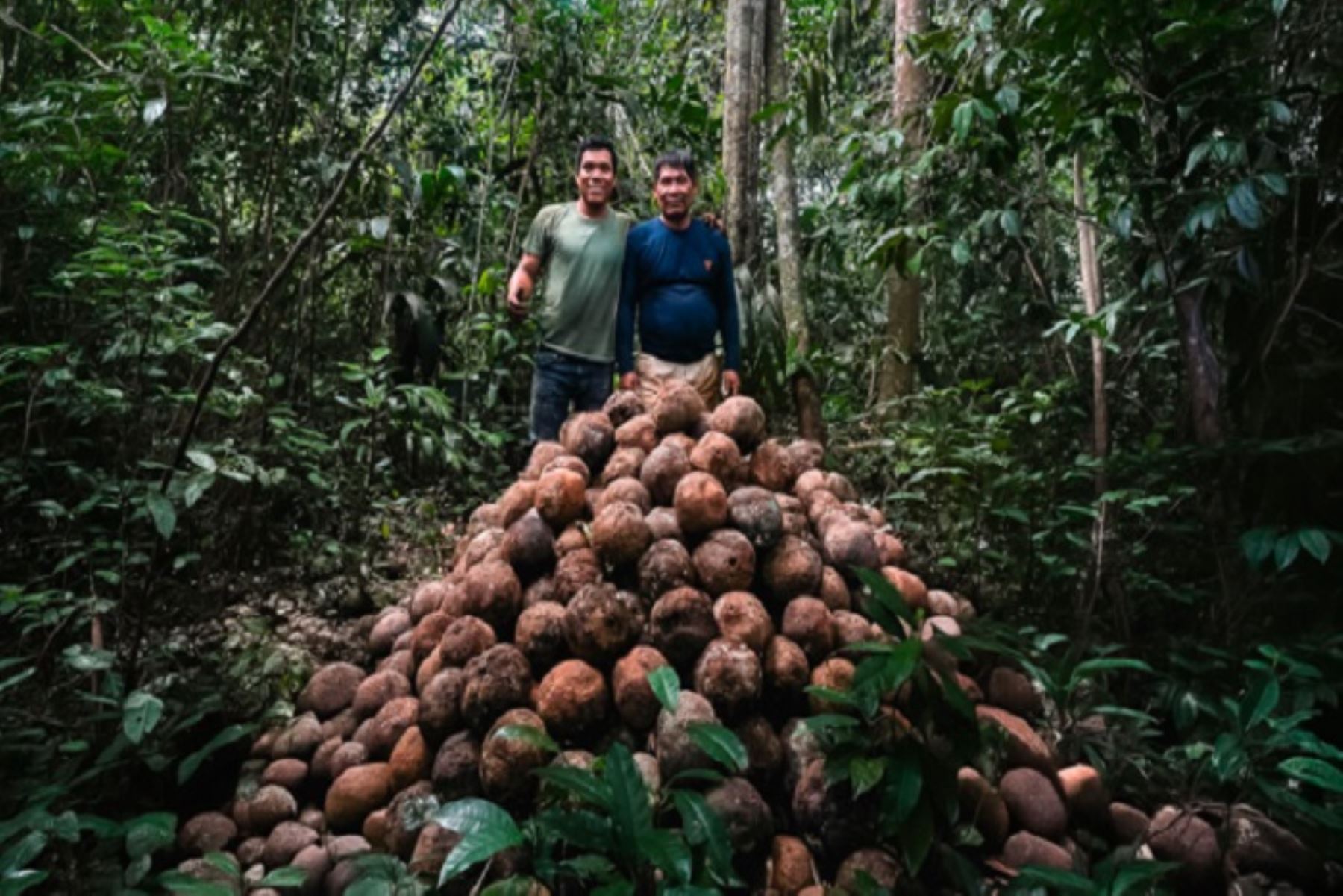 Madre de Dios: comunidad nativa produce más castaña con manejo sostenible del bosque