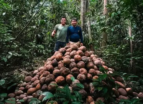 Minam destaca que la comunidad nativa Puerto Nuevo, ubicada en Madre de Dios ha incrementado su producción sostenible de castaña con el apoyo del programa Bosques. ANDINA/Difusión