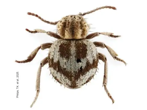 Una nueva especie de escarabajo araña (Ptinidae: Ptininae), denominada Trigonogenius jocelynae, fue descubierta en la Reserva Nacional San Fernando, ubicada en la provincia de Nasca, región Ica.  ANDINA/Difusión