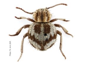 Una nueva especie de escarabajo araña (Ptinidae: Ptininae), denominada Trigonogenius jocelynae, fue descubierta en la Reserva Nacional San Fernando, ubicada en la provincia de Nasca, región Ica.  ANDINA/Difusión