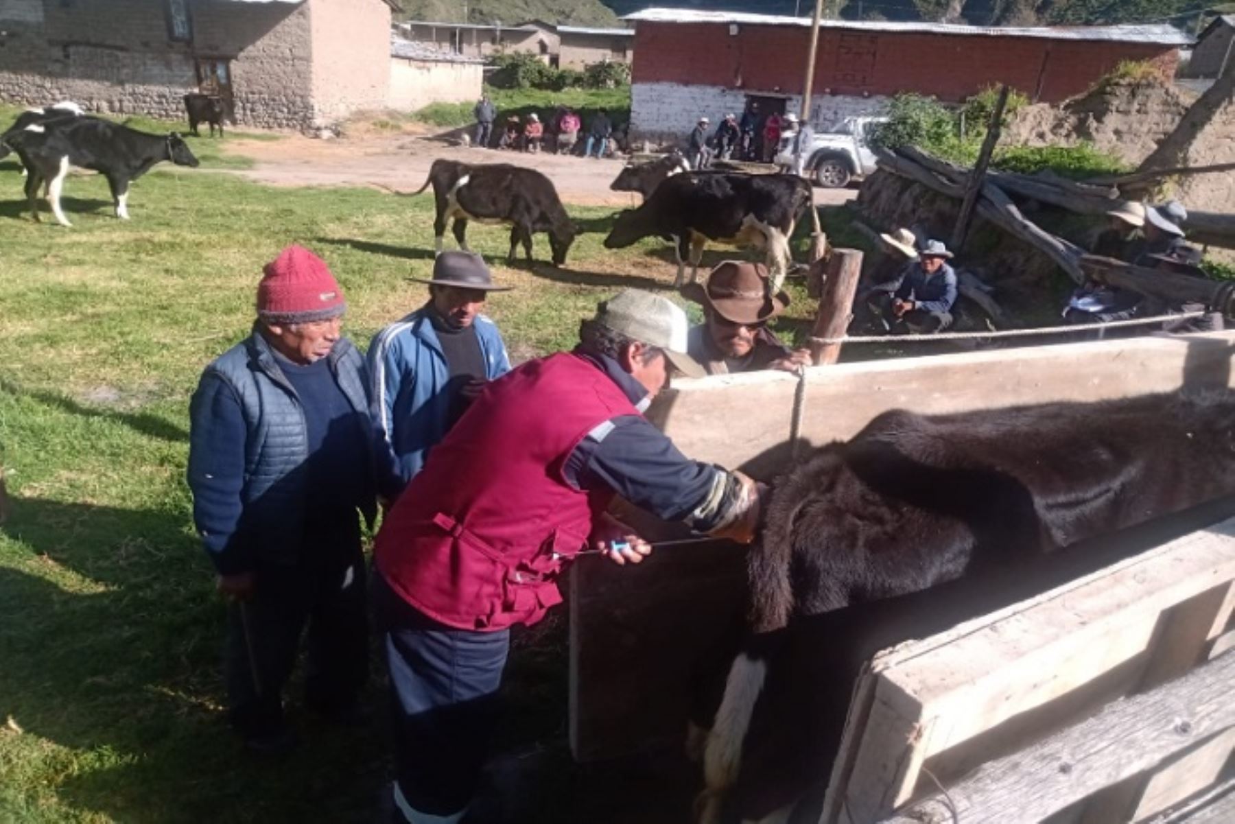Arequipa: realizan inseminación artificial en 23 vacunos de la provincia de Condesuyos