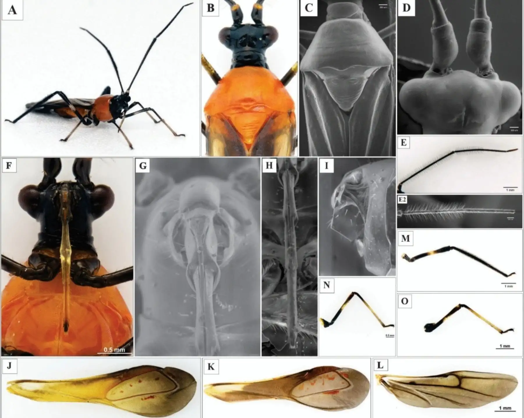 Investigadores de la UNTRM detectan nueva plaga que afecta a cultivos de palto en Amazonas