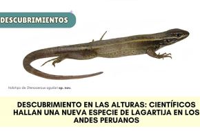 Descubren nueva especie de lagartija en una zona poco explorda de la Cordillera Blanca, en la sierra de la región Áncash.