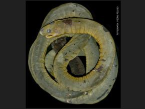 Científicos descubren por primera vez en Perú una nueva especie de anfibio similar a una lombriz o una serpiente pequeña. El hallazgo se produjo en el Santuario Nacional Tabaconas-Namballe, ubicado en Cajamarca. ANDINA/Difusión