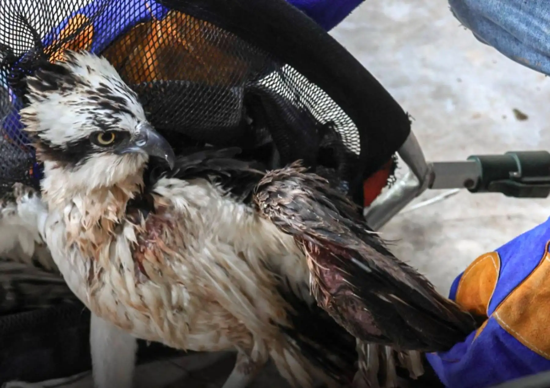 Ucayali: rescatan mono pichico, gavilán y águila en operativos de fauna silvestre