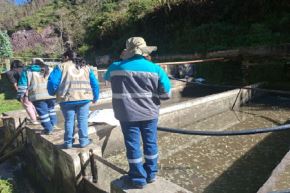 Muerte de miles truchas se debe presuntamente a la contaminación del río Yuracyacu.