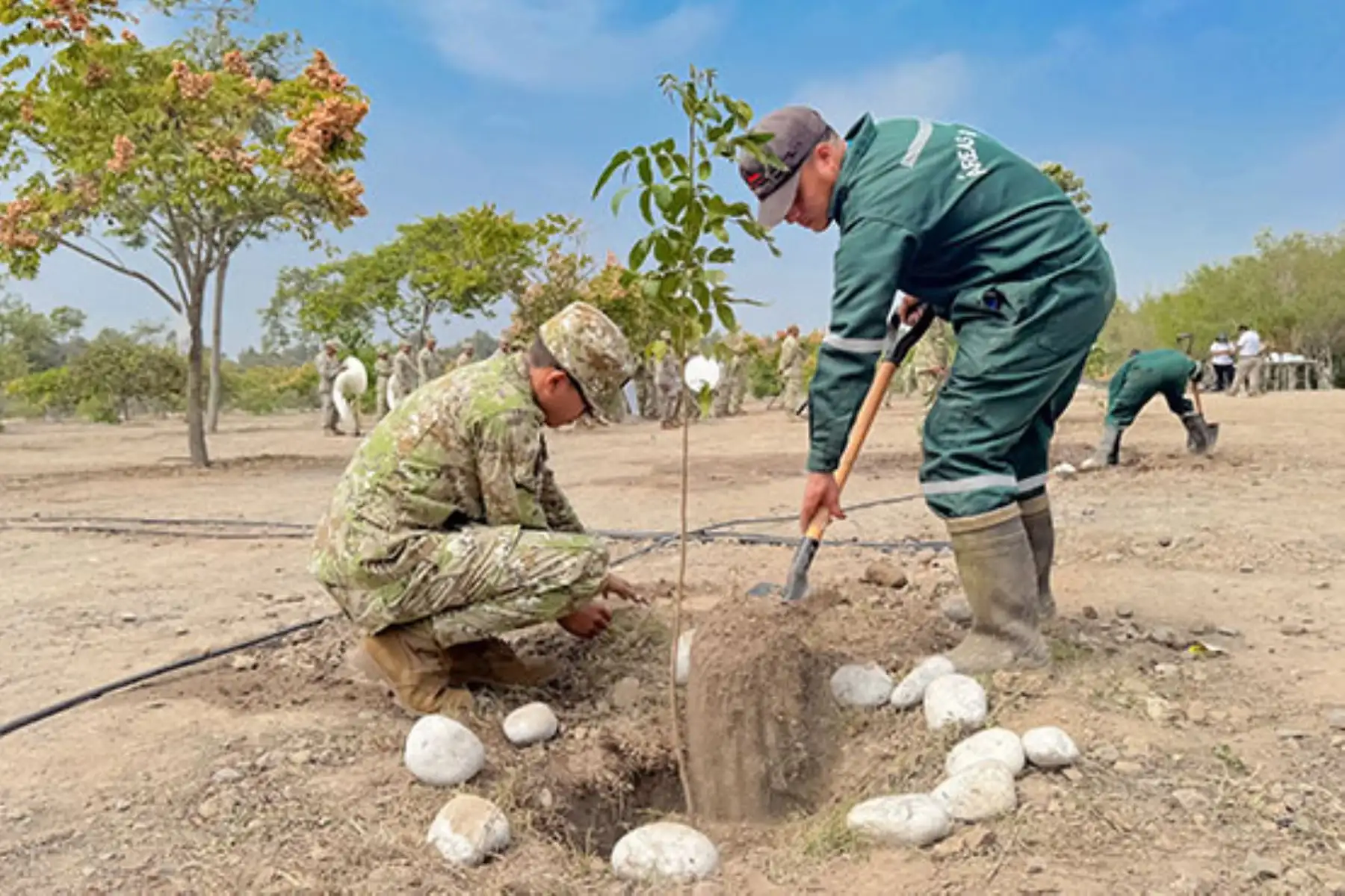 Lanzan plan de reforestación con 25 mil plantones