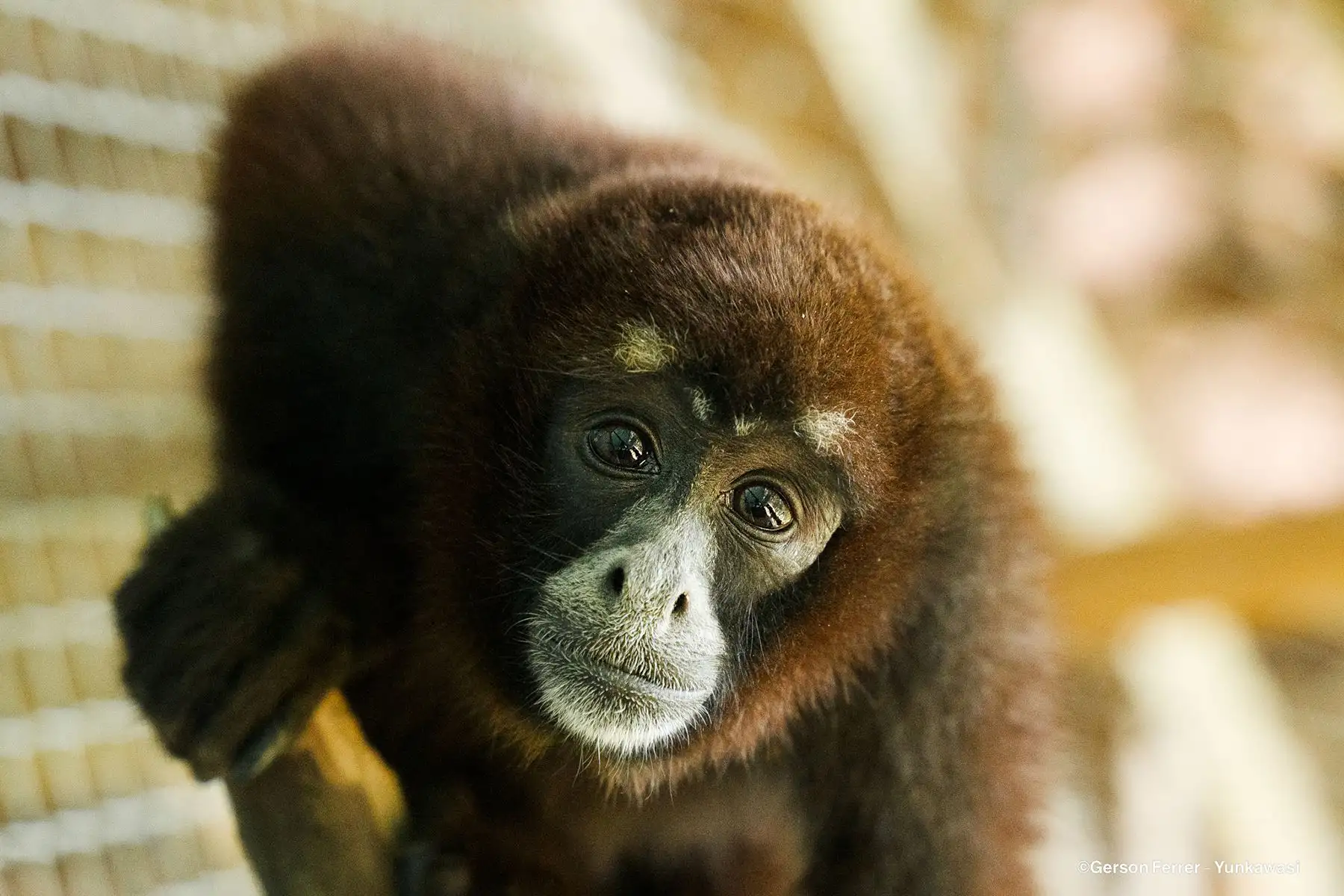 Mono Choro de Cola Amarilla: conoce las actividades de la semana de esta especie peruana