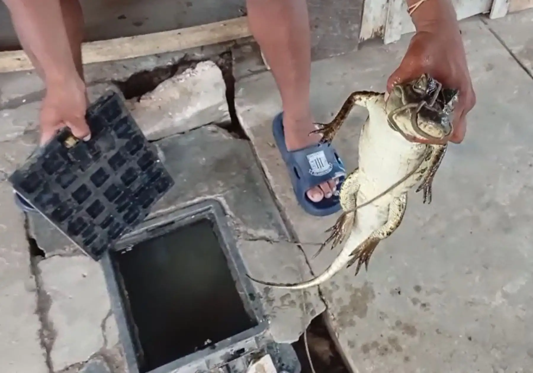 Iquitos: hallan un pequeño lagarto en interior de consultorio dental en distrito de Belén