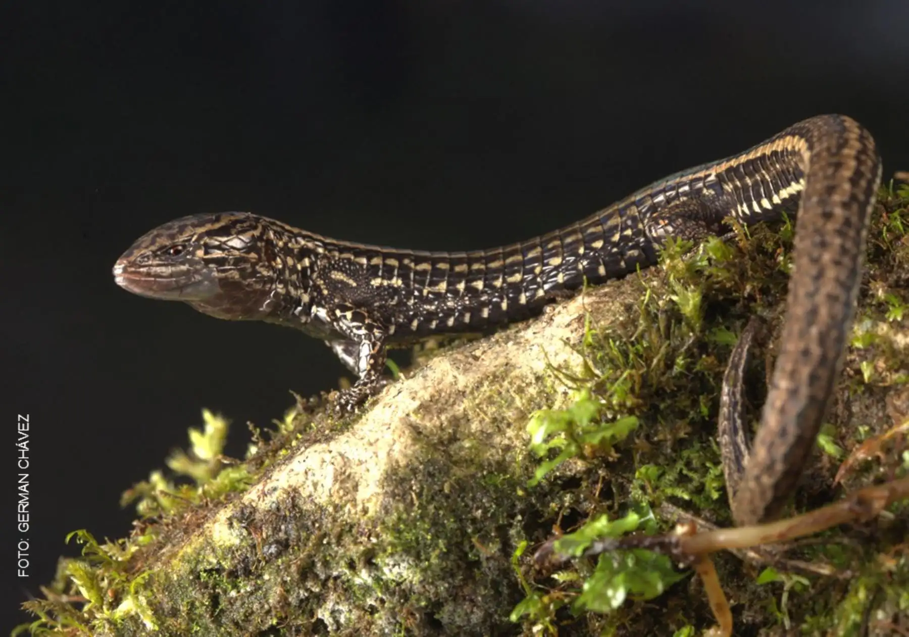 Hallazgo biológico en Cajamarca: descubren nueva especie de lagartija en Bosque Pagaibamba