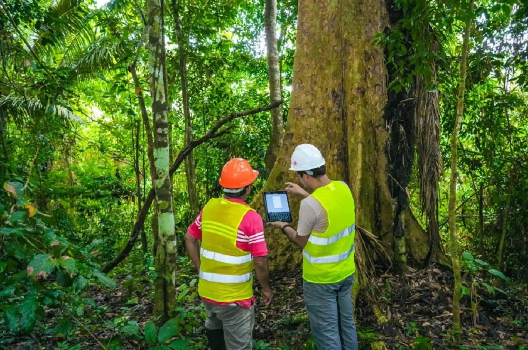 Capacitarán a empresas y profesionales forestales en gestión sostenible de los bosques