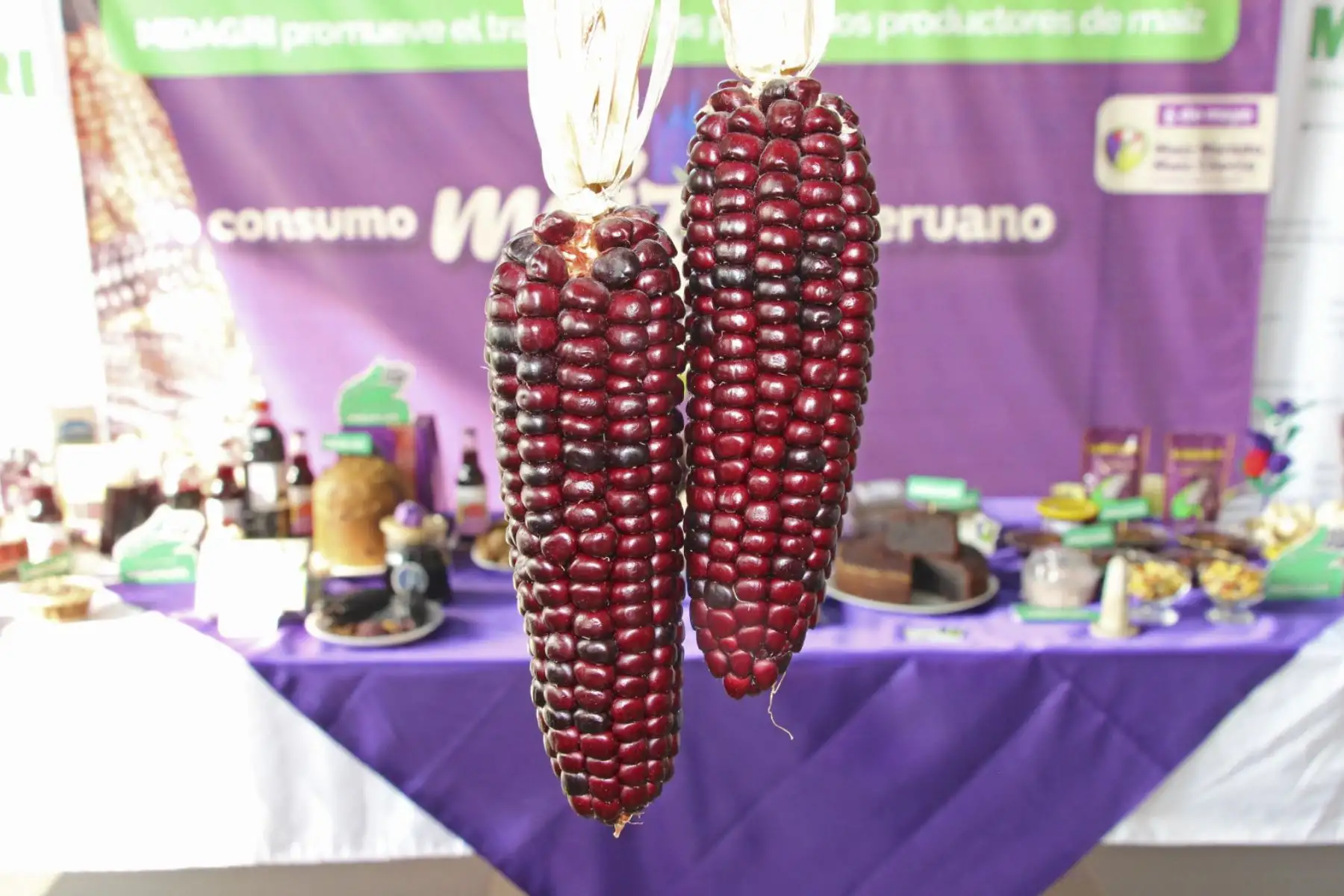 Midagri destaca producción de maíz y aporte de 239 mil agricultores