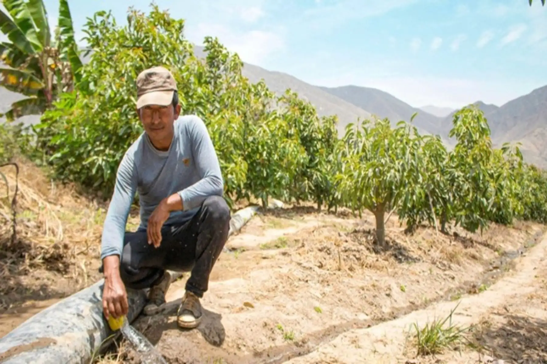 Gobierno destinó S/ 66 millones a riego tecnificado para potenciar la agricultura familiar