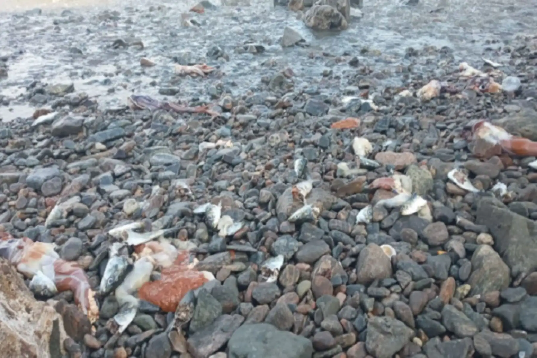 Varazón inusual de pota y sardina ocurrió en el litoral de Matarani, en Arequipa