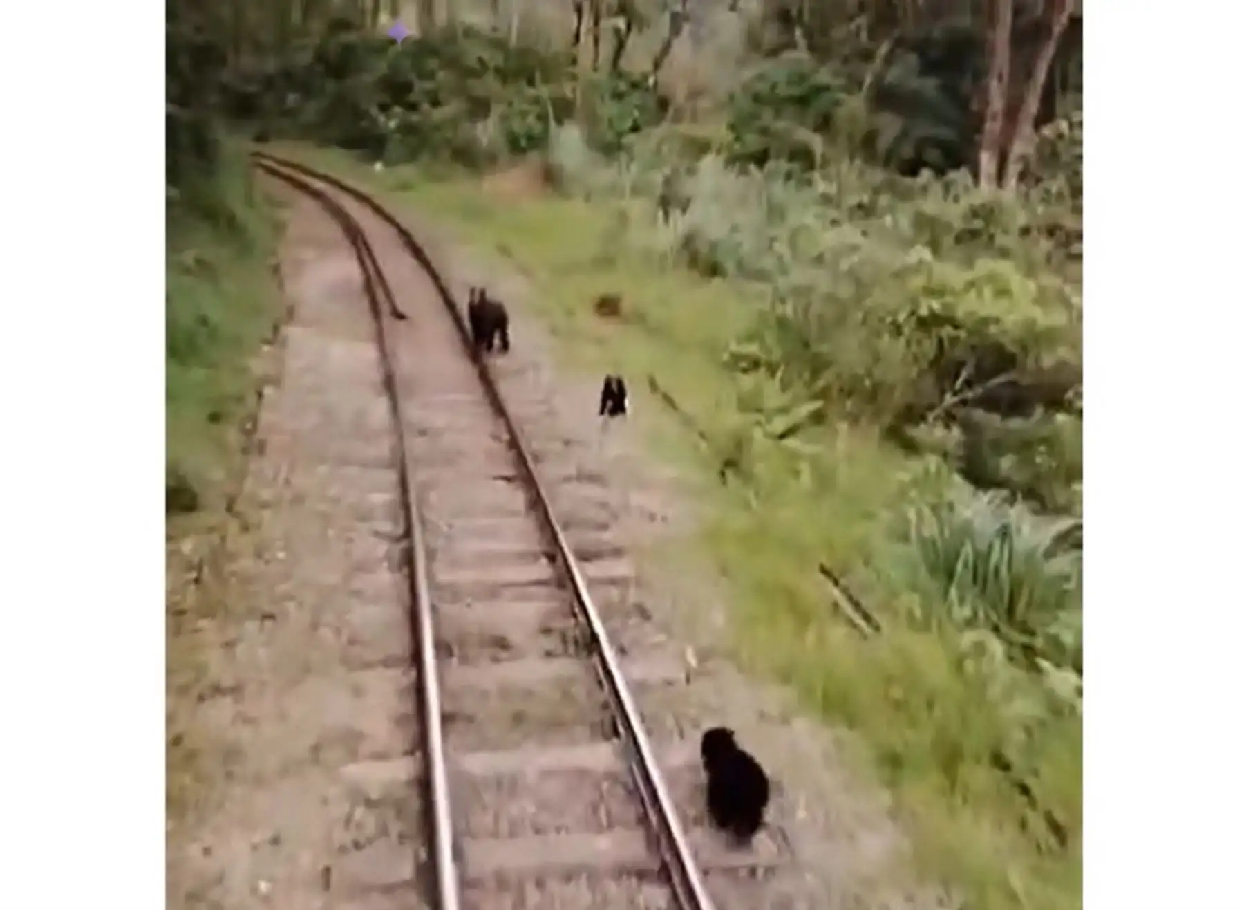 Avistamiento de osos andinos en vía férrea a Machu Picchu es sensación en redes sociales