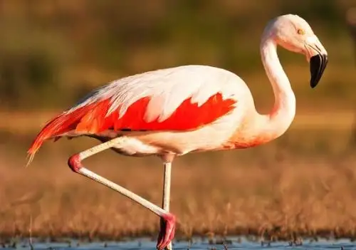 El Perú es el país con mayor biodiversidad de especies de aves en el mundo y es un destino ideal para la observación de aves en sus diversos escenarios naturales.