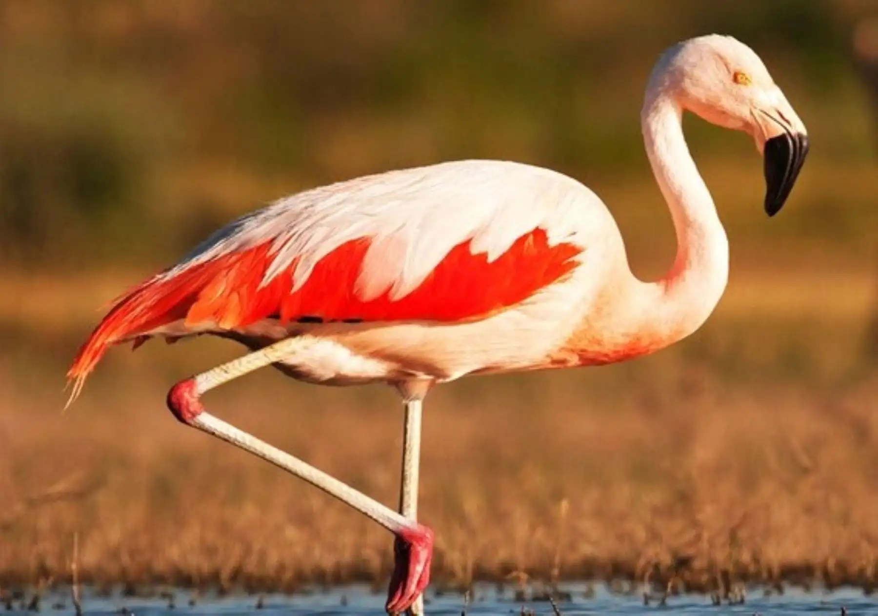 Global Big Day 2026: 52 áreas naturales protegidas listas para competencia mundial de aves