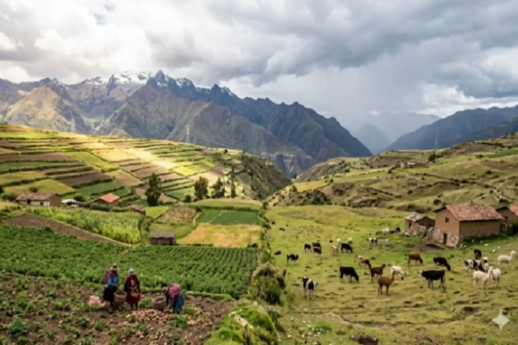Condiciones atmosféricas en Cajamarca y La Libertad influirían en agricultura y  ganadería