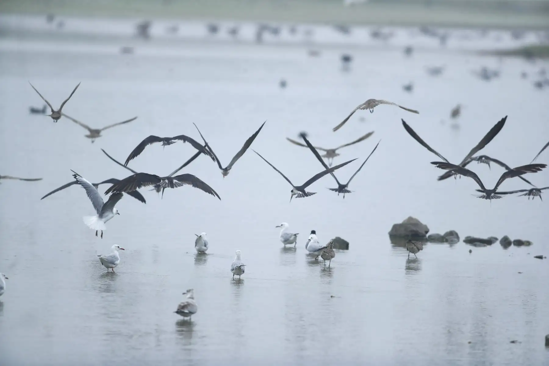 Desde la laguna Marvilla ubicada en el Refugio de Vida Silvestre Pantanos de Villa en Chorrillos, el Servicio Nacional de Áreas Naturales Protegidas por el Estado SERNANP dio inicio al Global Big Day 2026, la más grande jornada mundial de avistamiento de aves, que en el Perú tiene como escenario a 52 áreas naturales protegidas.
Foto: ANDINA/Daniel Bracamonte
