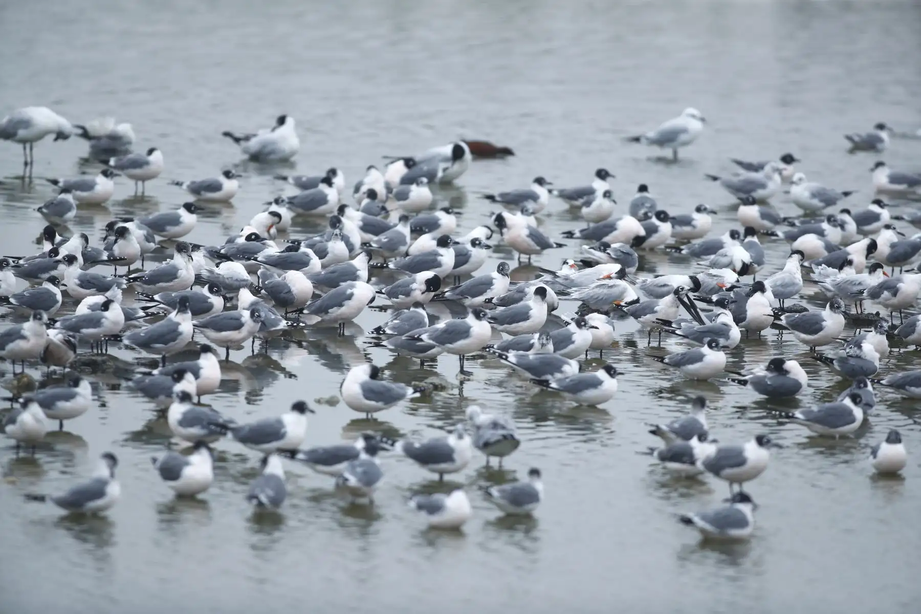 Desde la laguna Marvilla ubicada en el Refugio de Vida Silvestre Pantanos de Villa en Chorrillos, el Servicio Nacional de Áreas Naturales Protegidas por el Estado SERNANP dio inicio al Global Big Day 2026, la más grande jornada mundial de avistamiento de aves, que en el Perú tiene como escenario a 52 áreas naturales protegidas.
Foto: ANDINA/Daniel Bracamonte