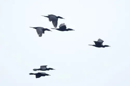Sernanp da inicio a la jornada mundial de avistamiento de aves Global Big Day 2026