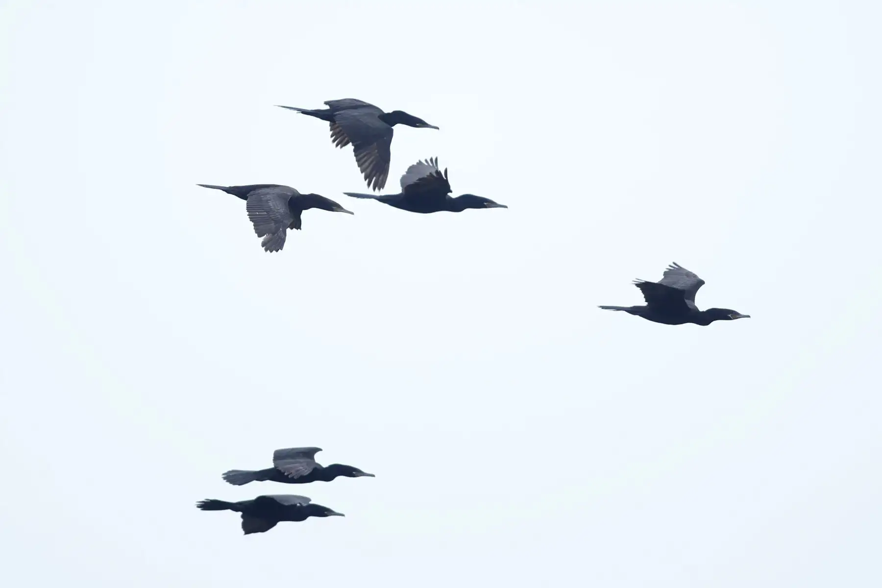 Desde la laguna Marvilla ubicada en el Refugio de Vida Silvestre Pantanos de Villa en Chorrillos, el Servicio Nacional de Áreas Naturales Protegidas por el Estado SERNANP dio inicio al Global Big Day 2026, la más grande jornada mundial de avistamiento de aves, que en el Perú tiene como escenario a 52 áreas naturales protegidas.
Foto: ANDINA/Daniel Bracamonte