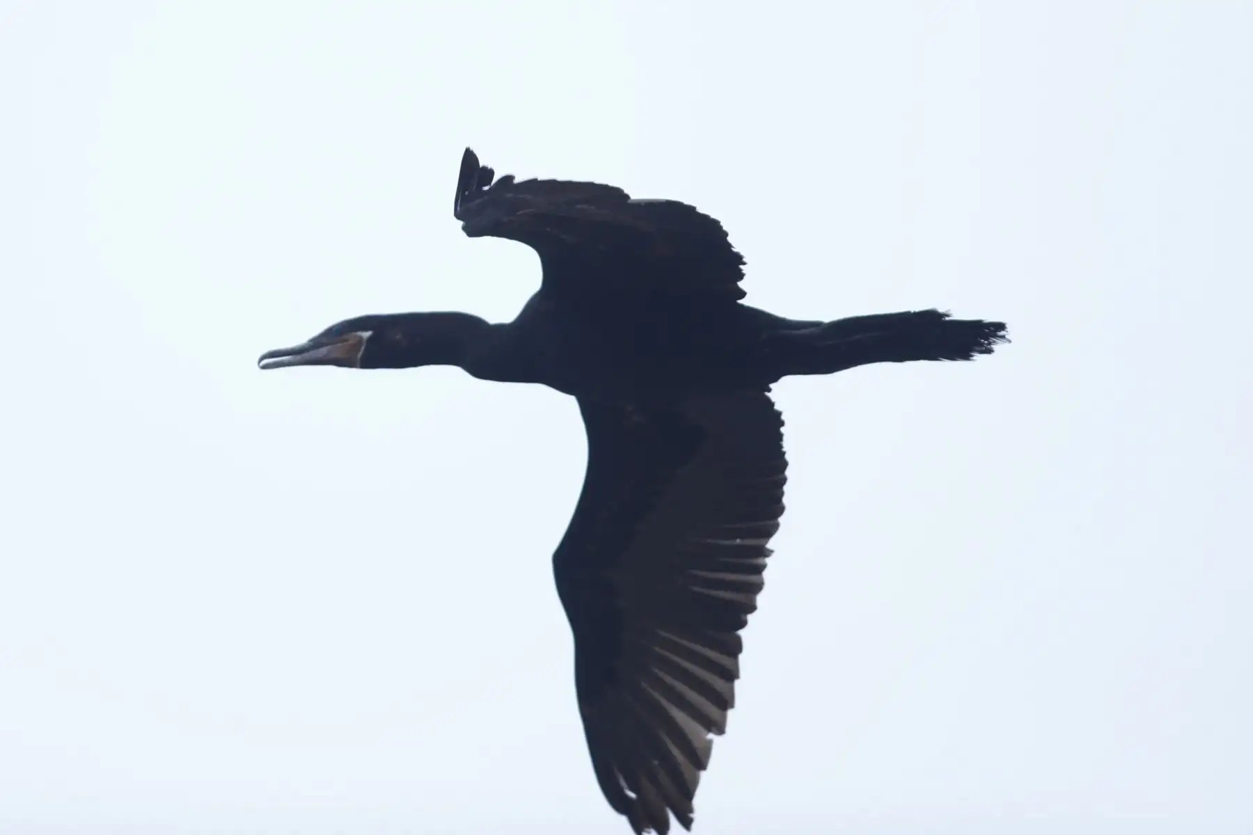 Desde la laguna Marvilla ubicada en el Refugio de Vida Silvestre Pantanos de Villa en Chorrillos, el Servicio Nacional de Áreas Naturales Protegidas por el Estado SERNANP dio inicio al Global Big Day 2026, la más grande jornada mundial de avistamiento de aves, que en el Perú tiene como escenario a 52 áreas naturales protegidas.
Foto: ANDINA/Daniel Bracamonte