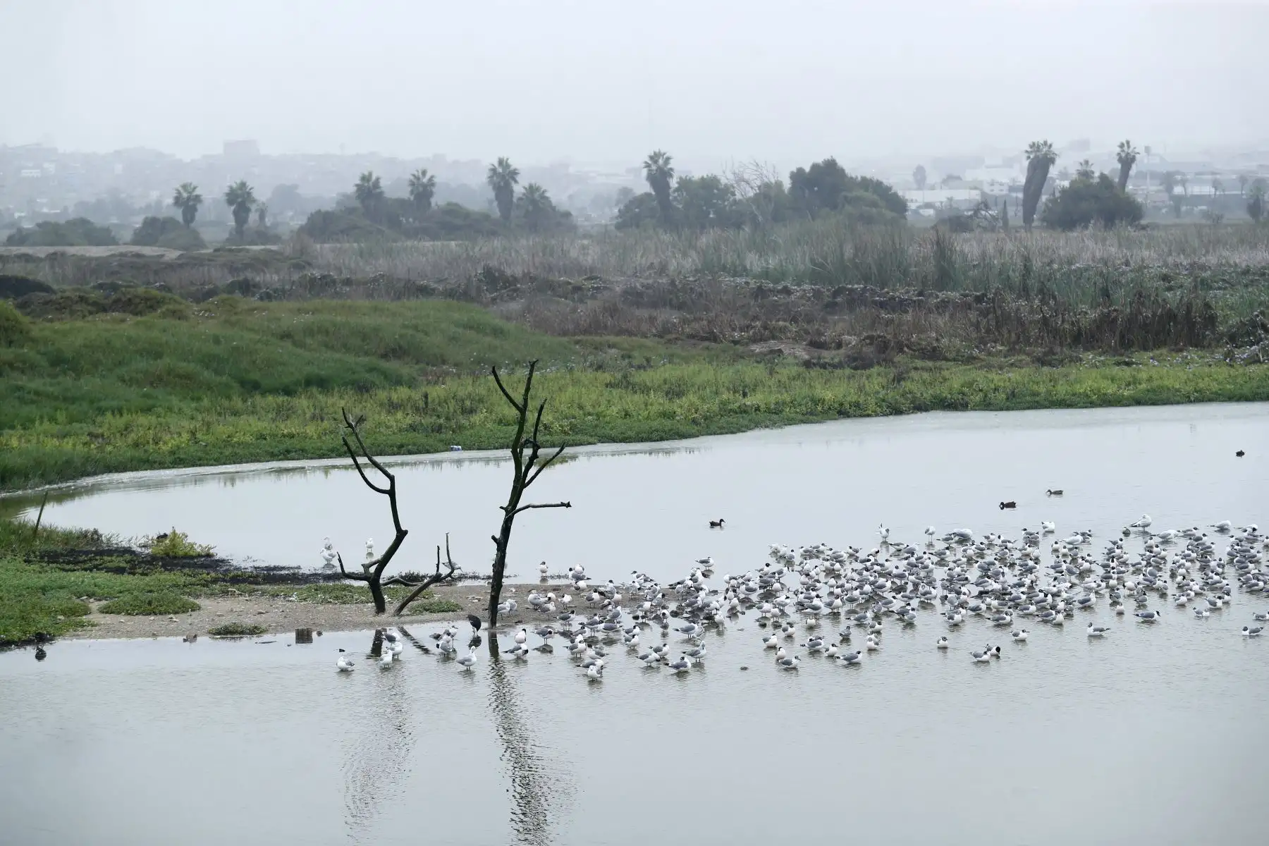 Desde la laguna Marvilla ubicada en el Refugio de Vida Silvestre Pantanos de Villa en Chorrillos, el Servicio Nacional de Áreas Naturales Protegidas por el Estado SERNANP dio inicio al Global Big Day 2026, la más grande jornada mundial de avistamiento de aves, que en el Perú tiene como escenario a 52 áreas naturales protegidas.
Foto: ANDINA/Daniel Bracamonte