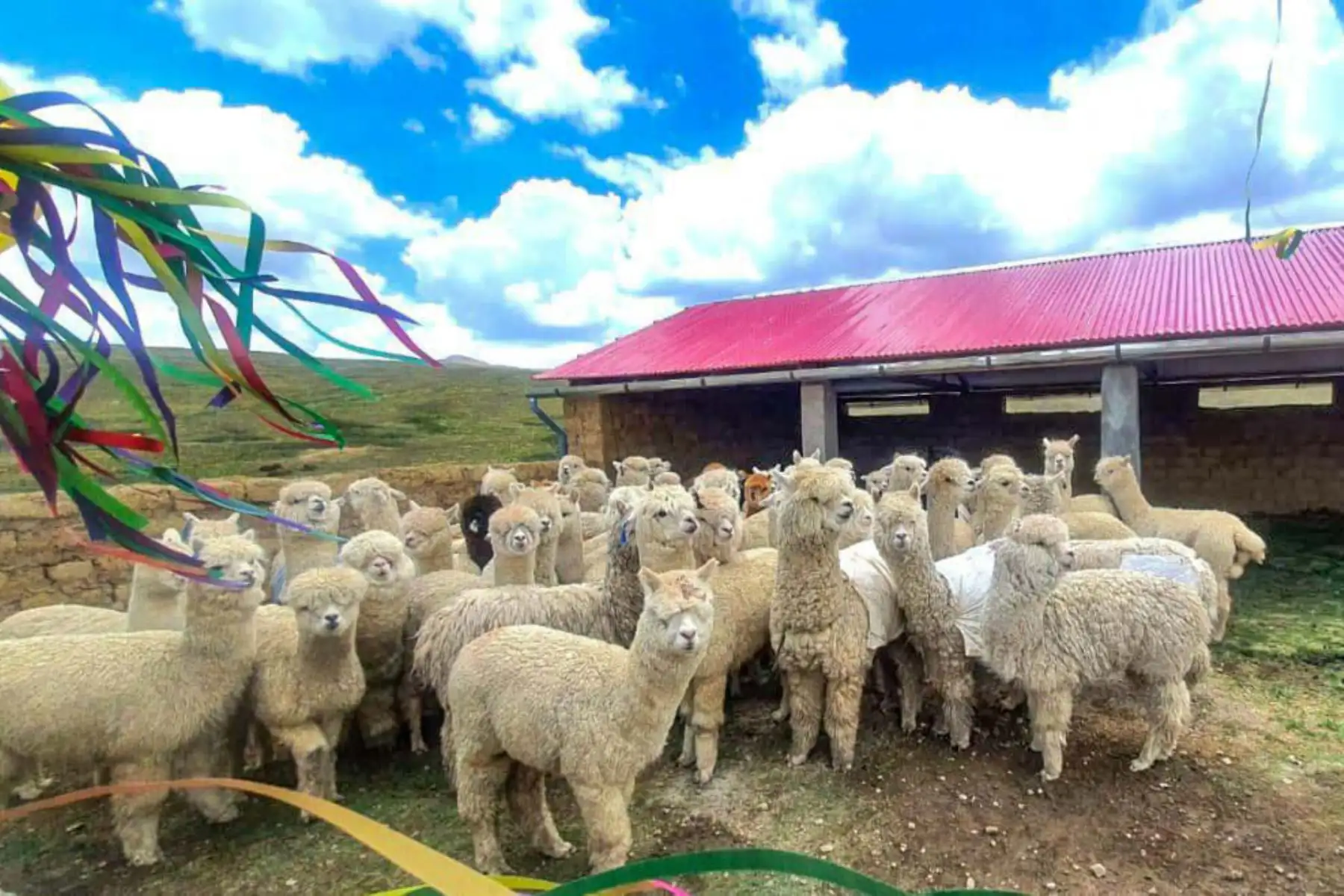 Midagri ejecutó S/ 326 millones para proteger alpacas y ovinos