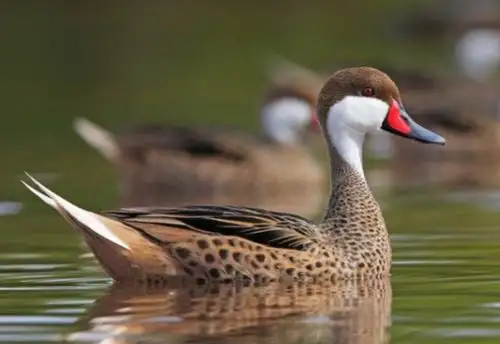 El Ministerio del Ambiente destaca diversidad de aves de Perú en Día de Aves Migratorias y el Global Big Day
