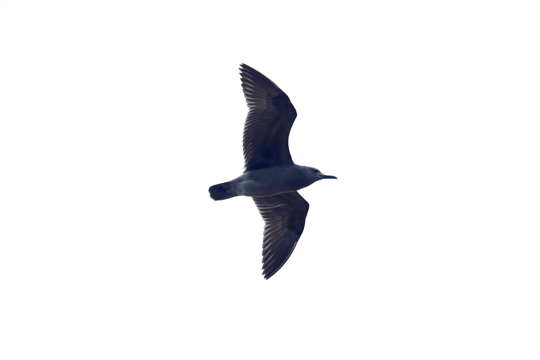 Desde la laguna Marvilla ubicada en el Refugio de Vida Silvestre Pantanos de Villa en Chorrillos, el Servicio Nacional de Áreas Naturales Protegidas por el Estado SERNANP dió inicio al Global Big Day 2026, la más grande jornada mundial de avistamiento de aves, que en el Perú tiene como escenario a 52 áreas naturales protegidas. Foto: ANDINA/Daniel Bracamonte