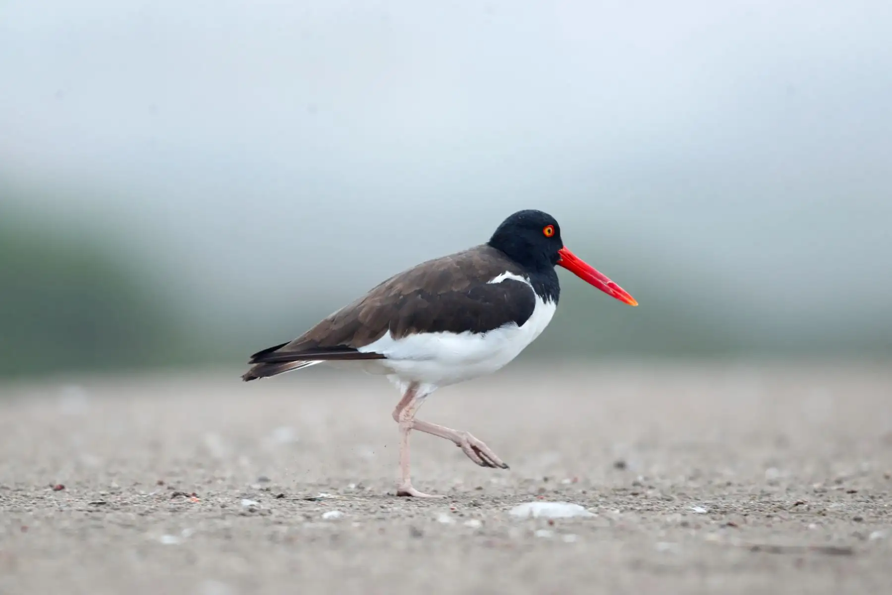 Desde la laguna Marvilla ubicada en el Refugio de Vida Silvestre Pantanos de Villa en Chorrillos, el Servicio Nacional de Áreas Naturales Protegidas por el Estado SERNANP dió inicio al Global Big Day 2026, la más grande jornada mundial de avistamiento de aves, que en el Perú tiene como escenario a 52 áreas naturales protegidas. Foto: ANDINA/Daniel Bracamonte