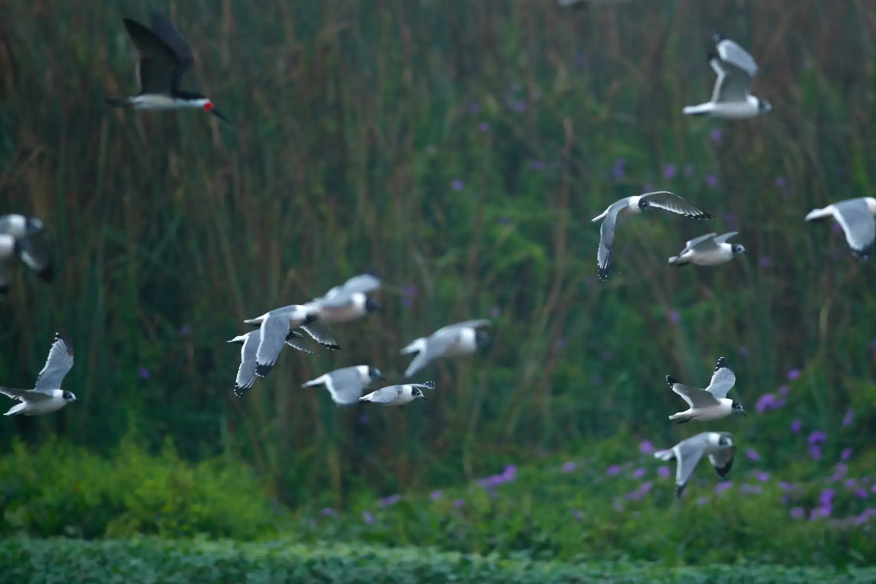 Desde la laguna Marvilla ubicada en el Refugio de Vida Silvestre Pantanos de Villa en Chorrillos, el Servicio Nacional de Áreas Naturales Protegidas por el Estado SERNANP dió inicio al Global Big Day 2026, la más grande jornada mundial de avistamiento de aves, que en el Perú tiene como escenario a 52 áreas naturales protegidas. Foto: ANDINA/Daniel Bracamonte