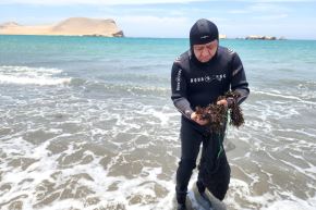 Investigador Paul Baltazar, muestra un ejemplar del alga flor, en Paracas. Foto: ANDINA/Difusión